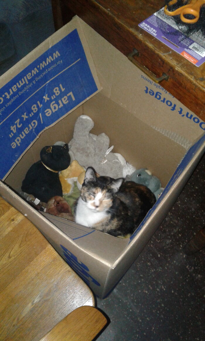 "Mom, I Are Stuffed Aminal!" - Summer Marie