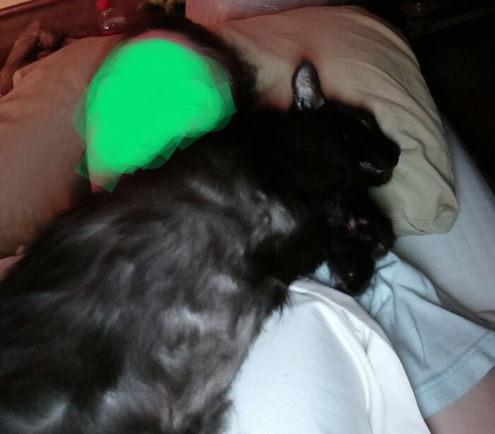 My Dad's Cat Hid Every Time Anyone Went Visit Him. But This Is Her, Sleeping On Me 3 Days After Dad Was Suddenly Unalived