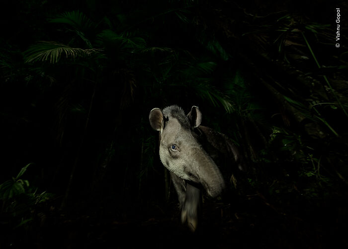 Face Of The Forest By Vishnu Gopal, India, Winner, Animal Portrait