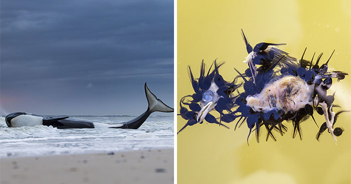 Here Are The 15 Winning Images Of The Wildlife Photographer Of The Year Competition