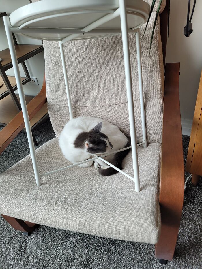 Oliver (Rip) Decided I Was Cleaning Too Slowly