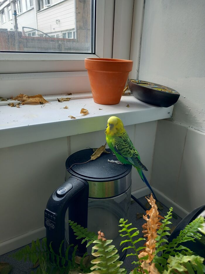 Tiny Demon On The Kettle