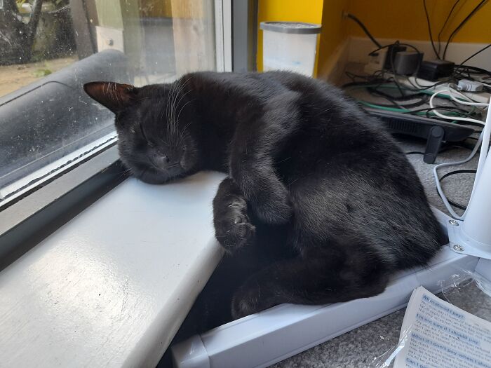 Marley, 1yr. Exhausted From Being Cute All Day 😴