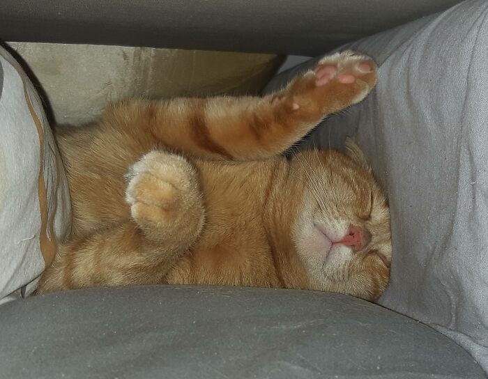 In His Pillow Fortress