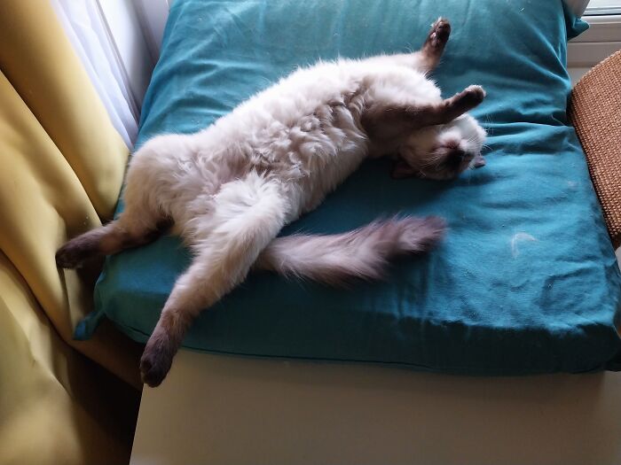 Anarchy Jane's Power Nap