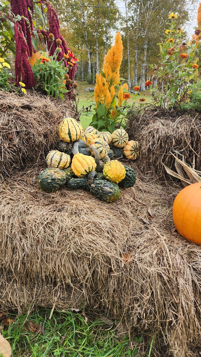 I Captured Our Festive Neighbor's Decorations For Halloween