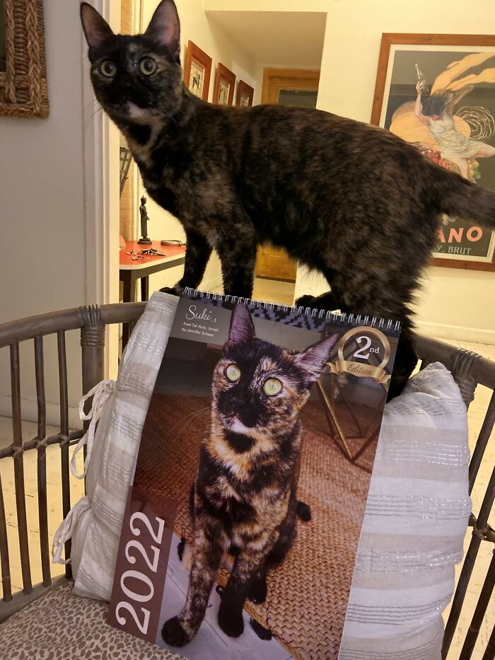 A cat is next to a calendar with its picture on it