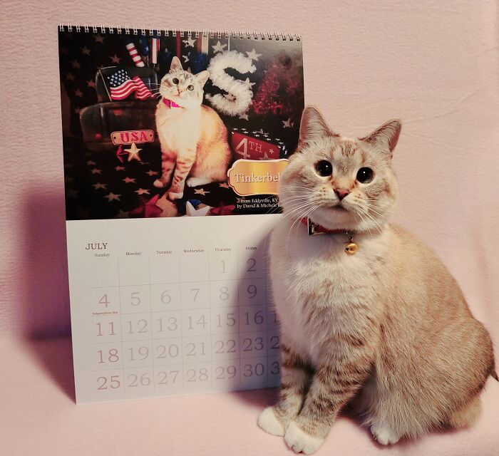 A cat is next to a calendar with its picture on it