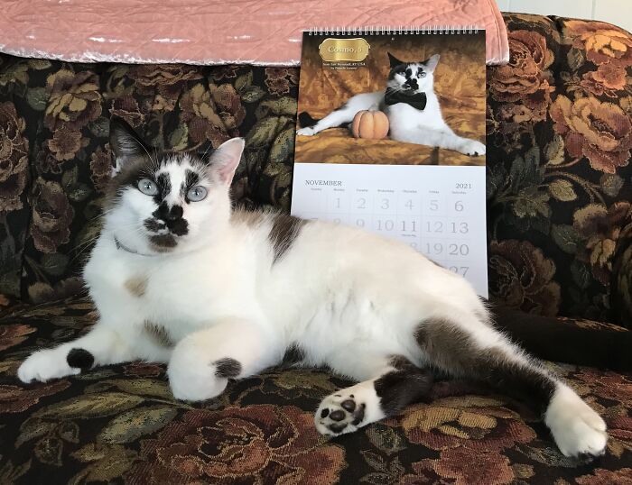 A cat is next to a calendar with its picture on it