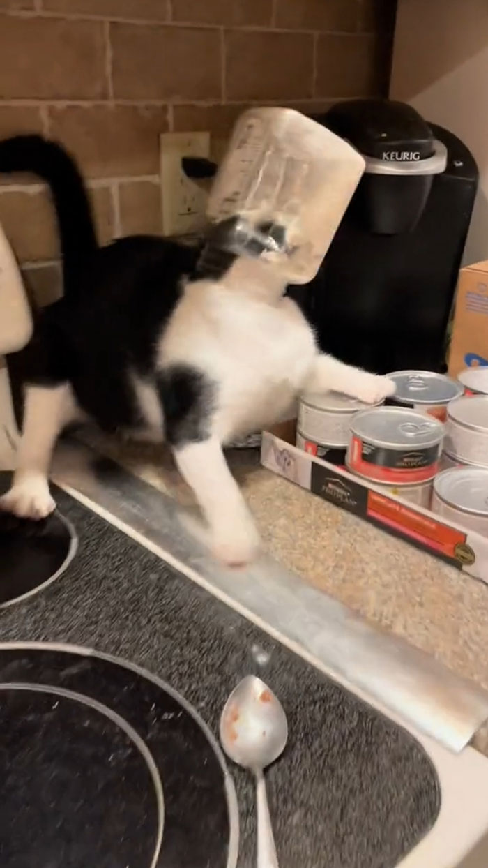 Cat-Man-Doo Dried Chicken Treats, In Case You Were Wondering