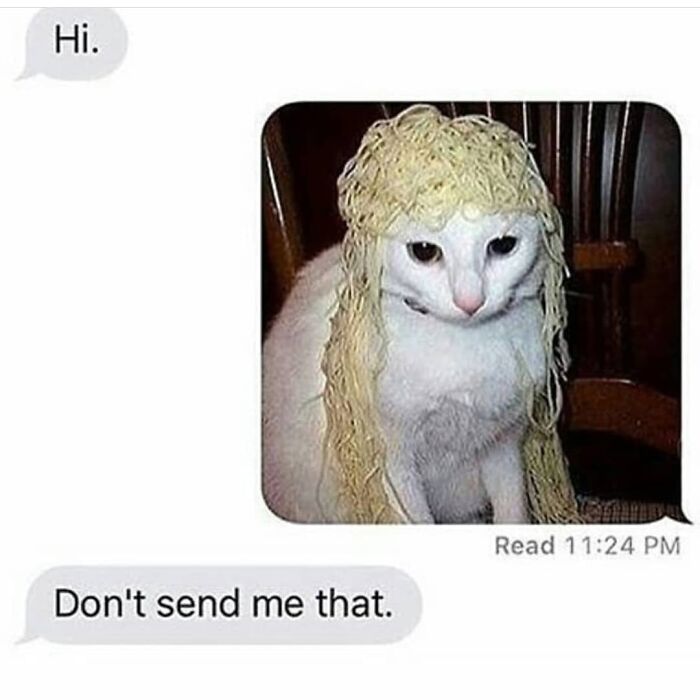 Hilarious-Animal-Memes