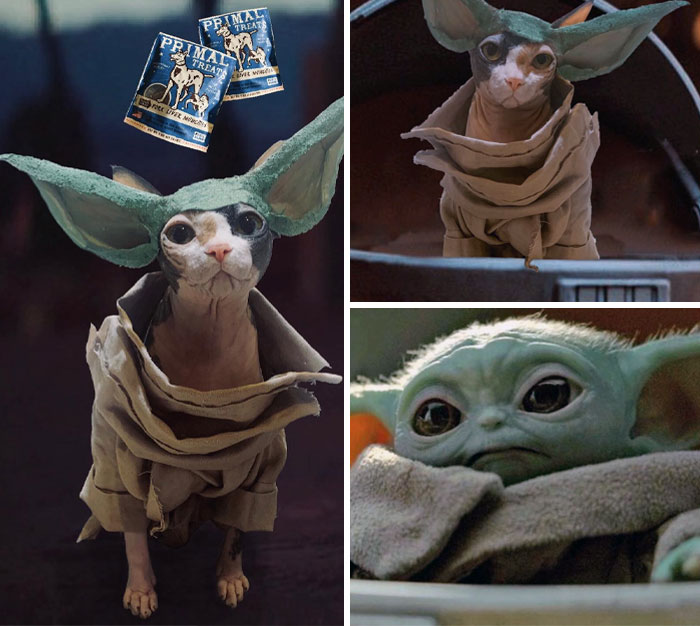 Sphynx cat dressed in a Baby Yoda Halloween costume for creative pet Halloween costumes inspiration.