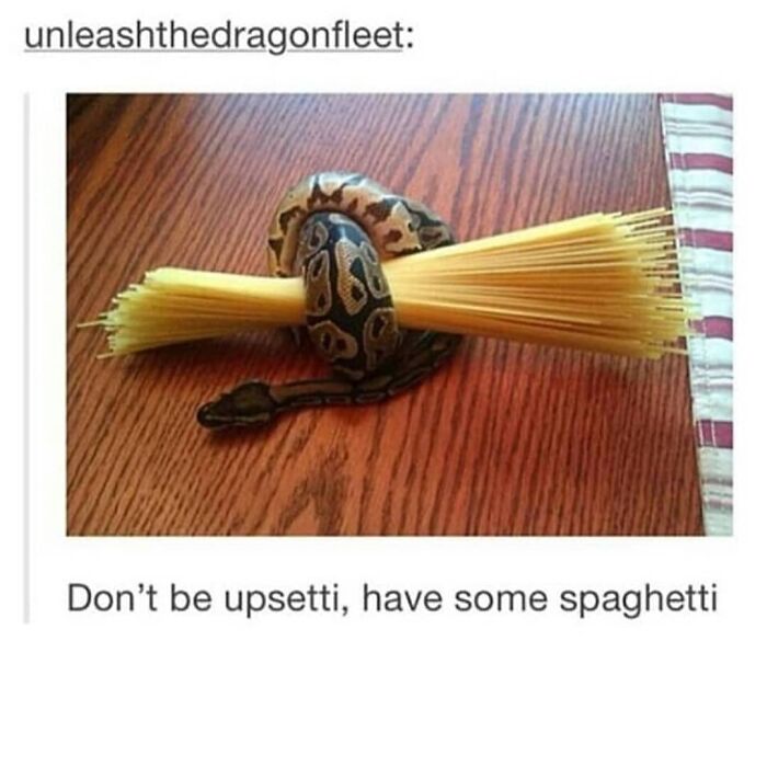 Hilarious-Animal-Memes