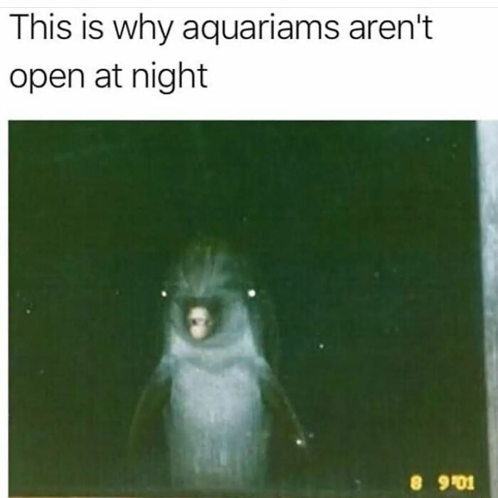 Hilarious-Animal-Memes