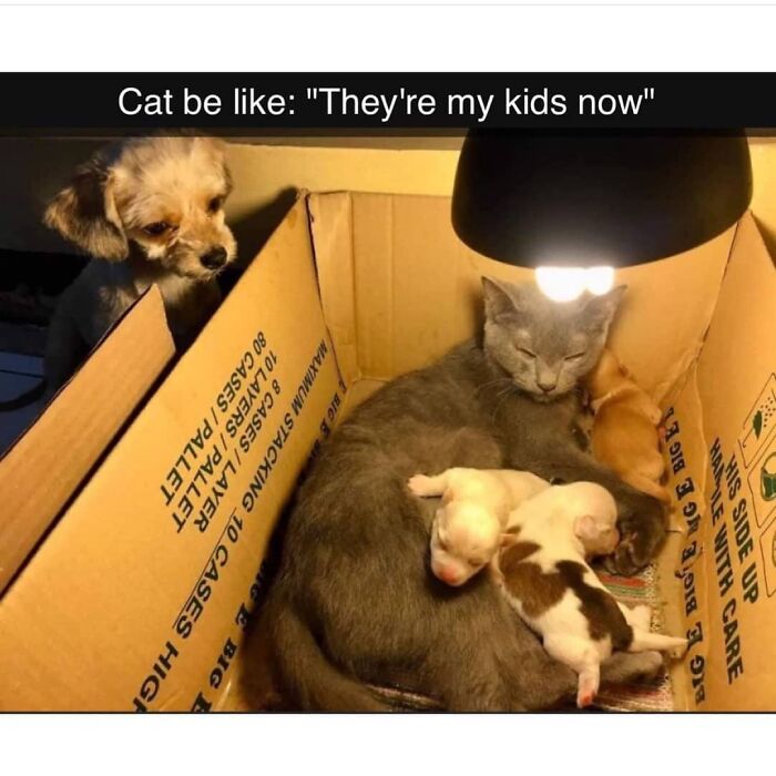 Hilarious-Animal-Memes