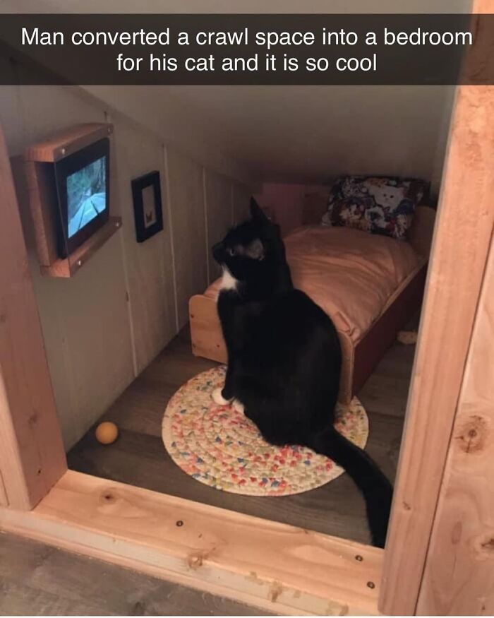 Hilarious-Animal-Memes