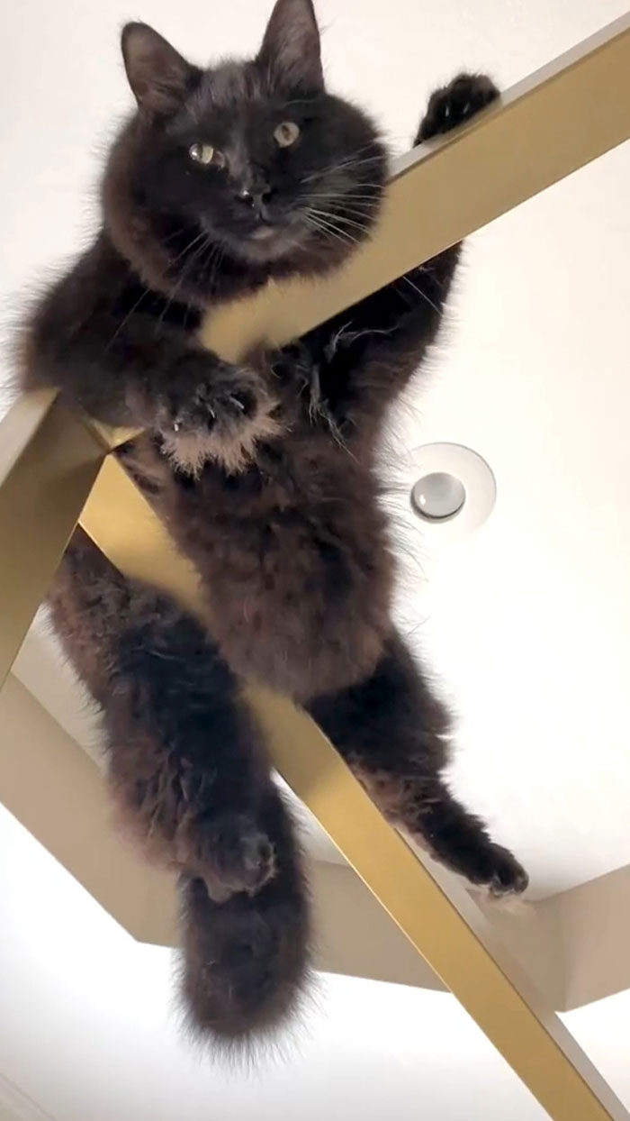 Another One Of My Chonky Boi