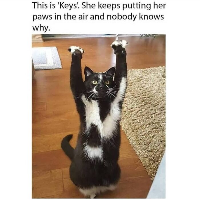 Hilarious-Animal-Memes