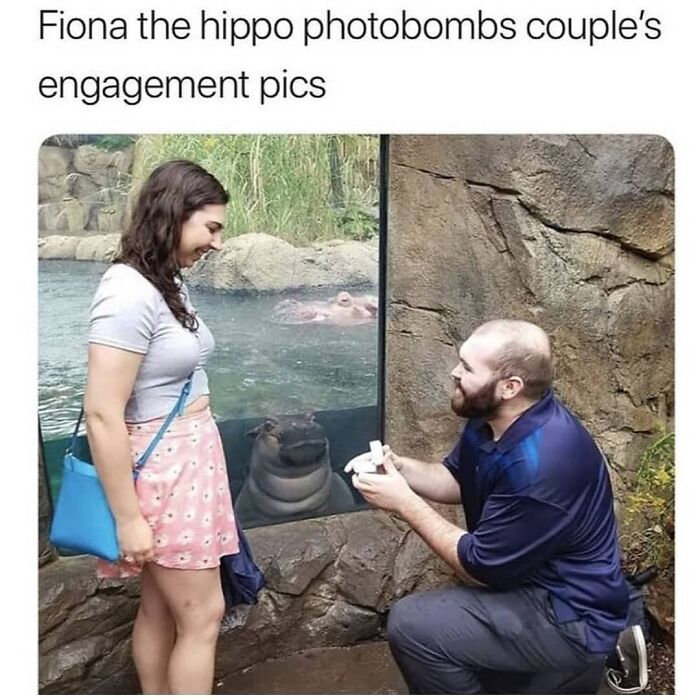 Hilarious-Animal-Memes