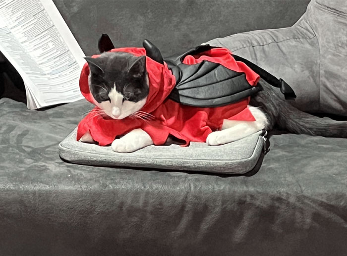 Cat Will Be Celebrating His First Halloween