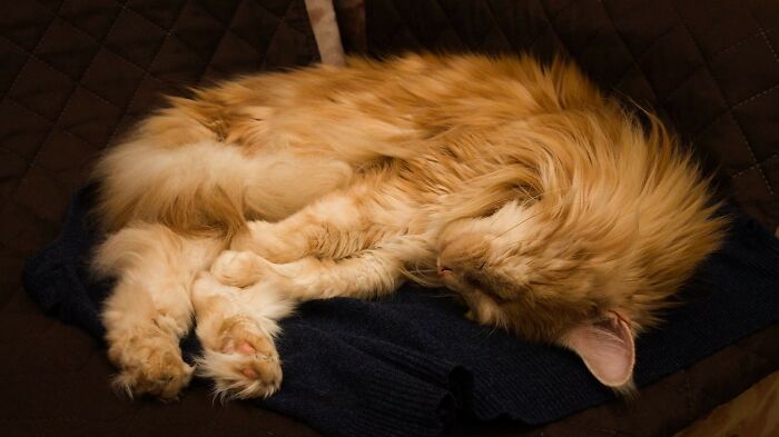 As Soon As You Put Your Clothes Down, There Is A Sleeping Candy On It :d