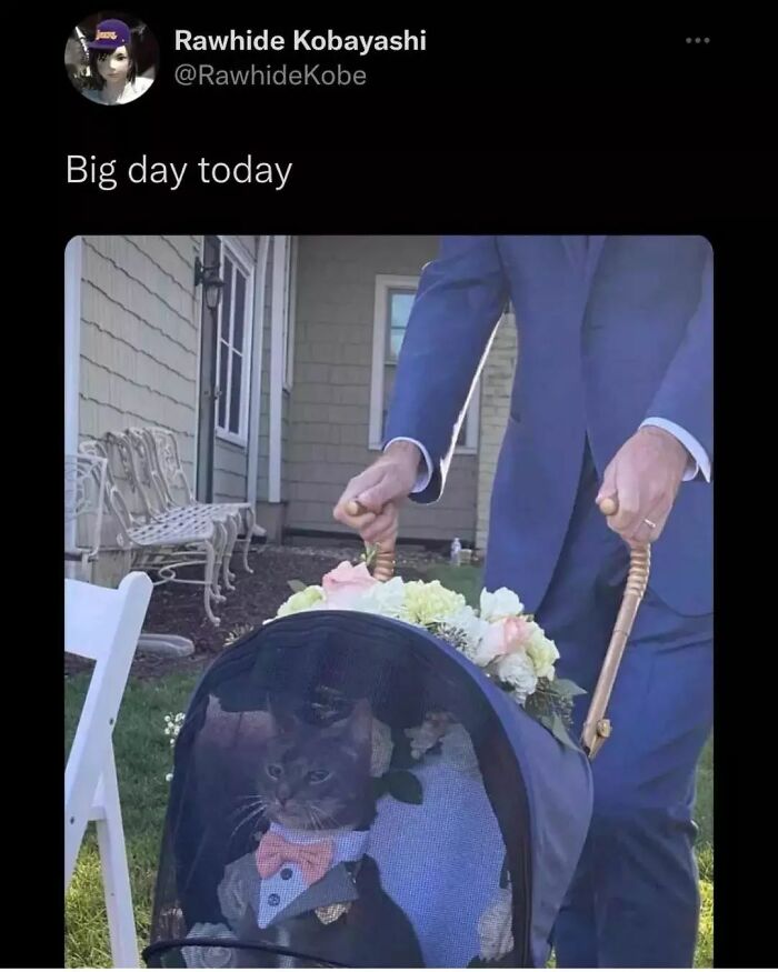 Hilarious-Animal-Memes