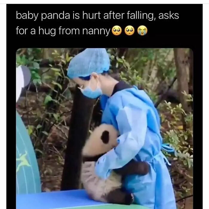 Hilarious-Animal-Memes