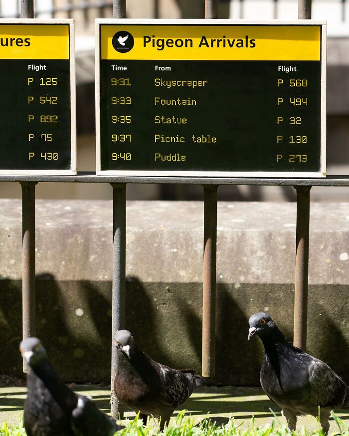 Artist Places Funny Signs In His City And They Look Like Art Installations (28 New Pics)