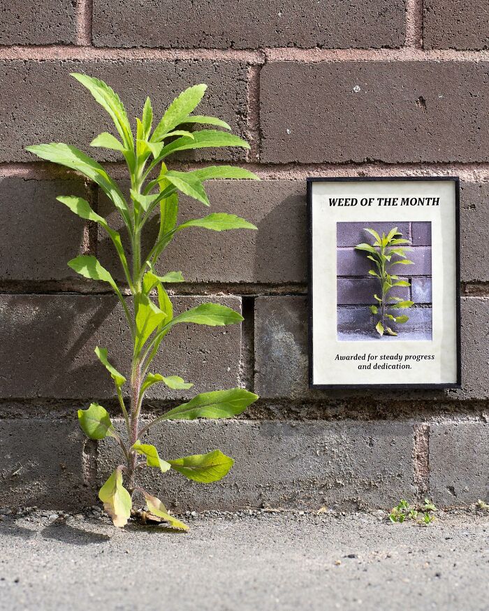 Artist Places Funny Signs In His City And They Look Like Art Installations (28 New Pics)