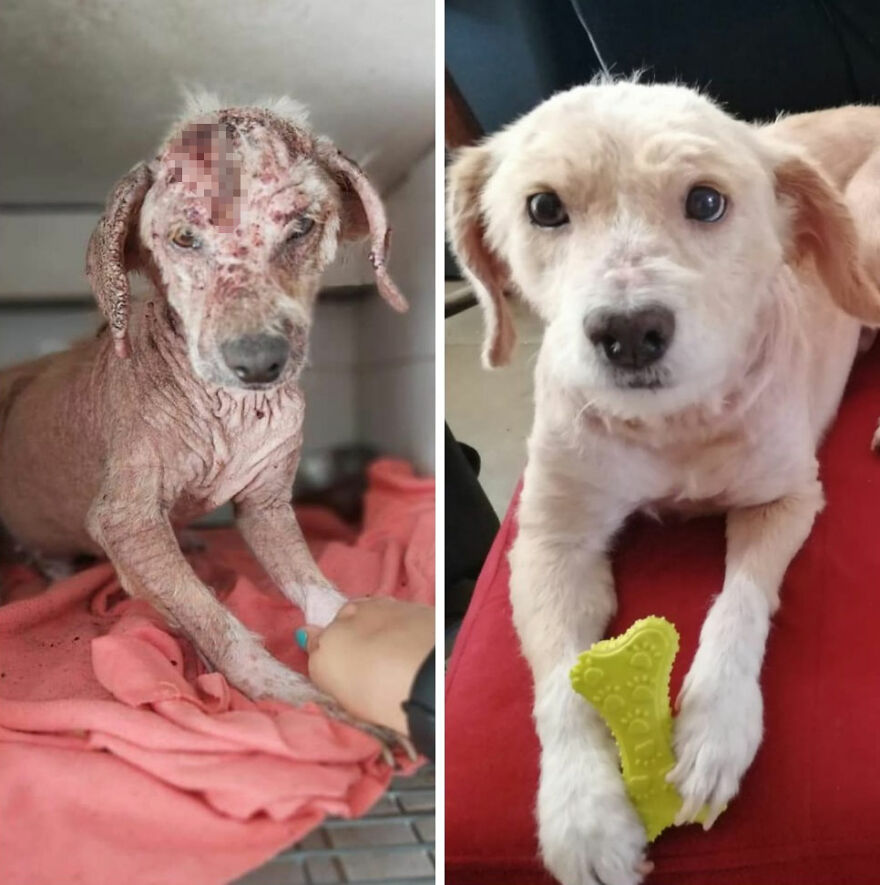 Rescued dog before and after photos