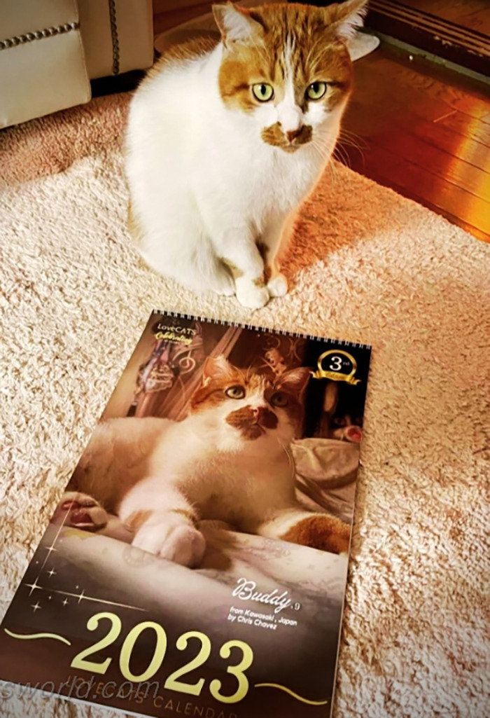 A cat is next to a calendar with its picture on it