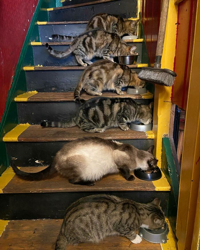 Este hombre abrió un pub y empezó a acoger gatos callejeros: así nació el primer pub de gatos de Bristol Este hombre abrió un pub y empezó a acoger gatos callejeros: así nació el primer pub de gatos de Bristol