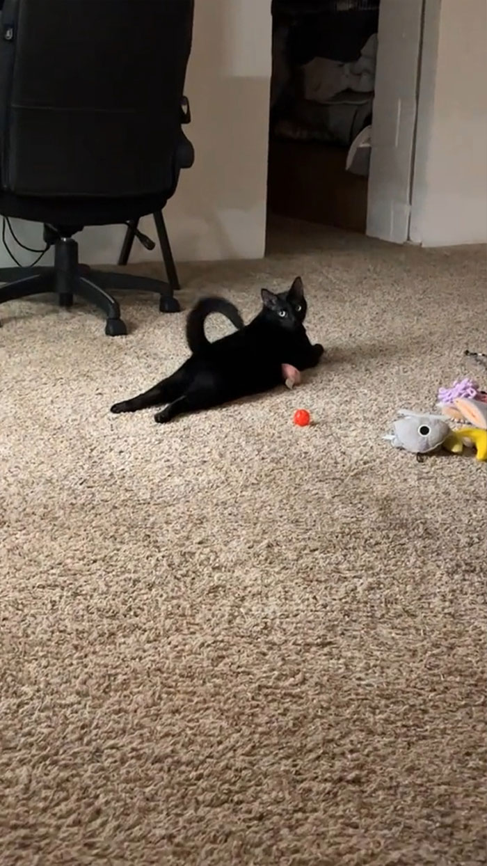 Harold Is A Master At The Sploot