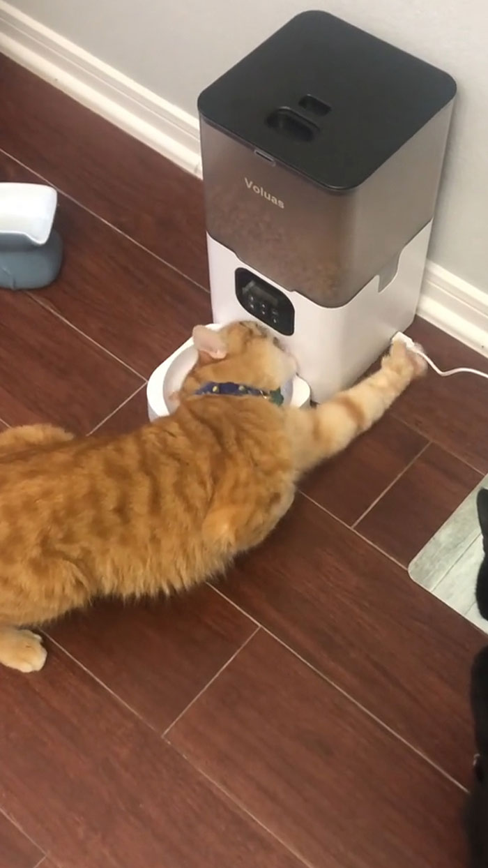 I Promise He Put Every Braincell Into This Move