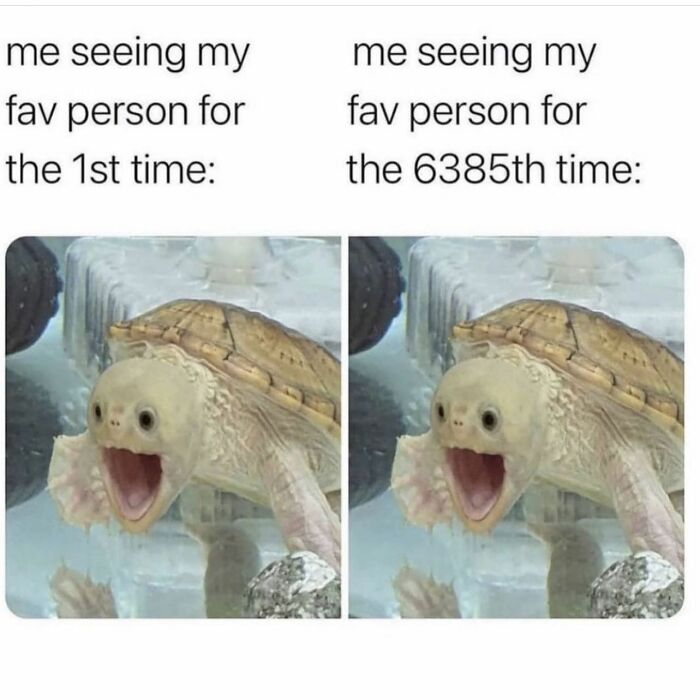 Hilarious-Animal-Memes