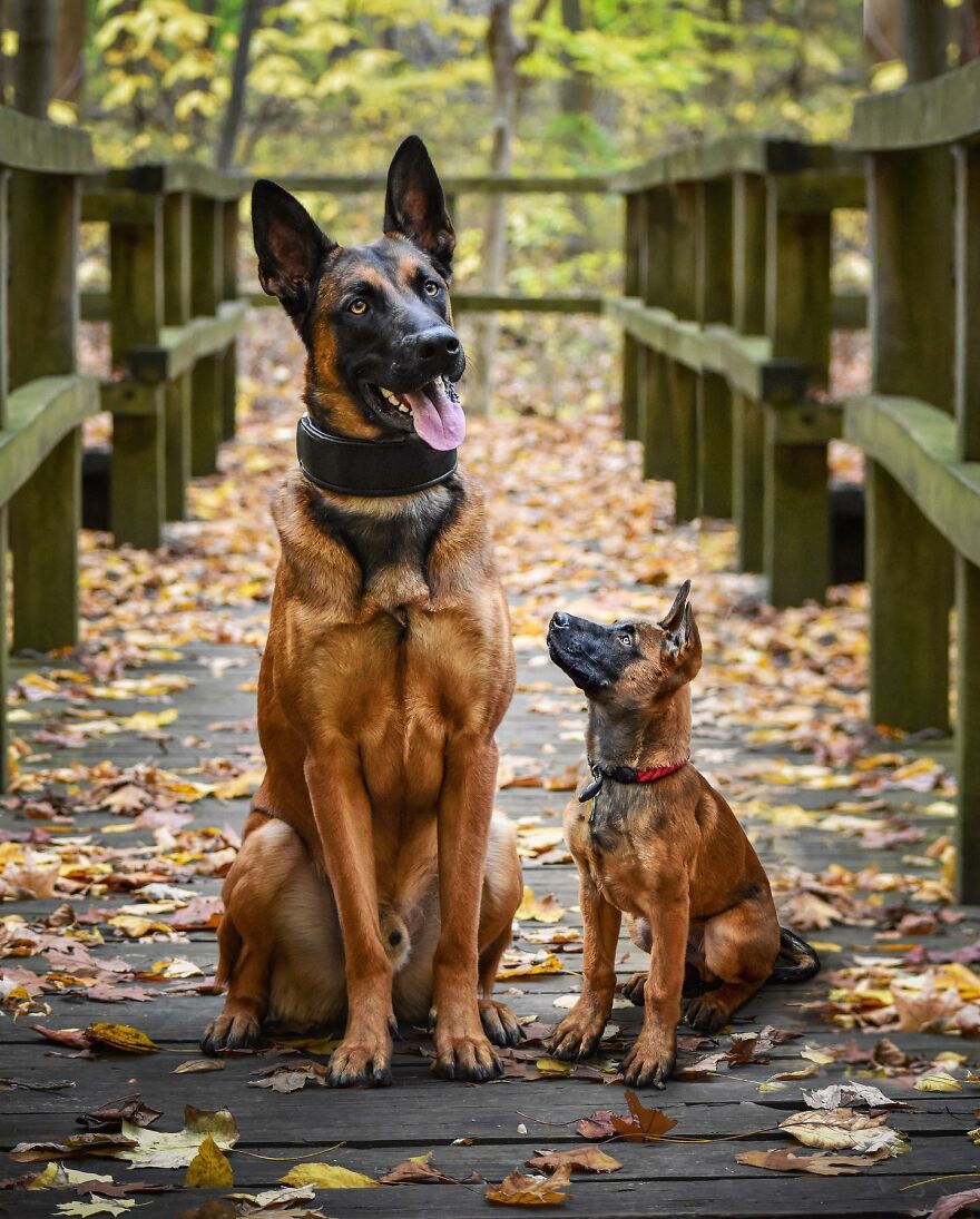 Artist Makes Pets Interact With Their Puppy "Self" And The Result Is Impressive