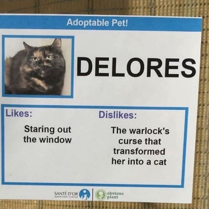 Hilarious-Animal-Memes