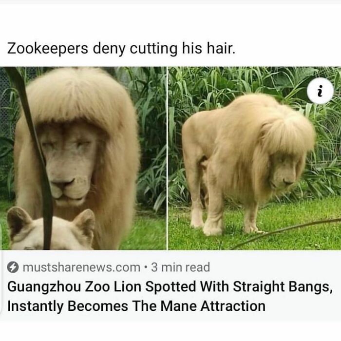 Hilarious-Animal-Memes