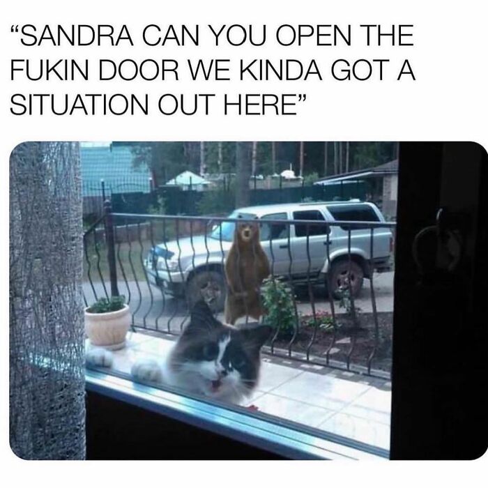 Hilarious-Animal-Memes