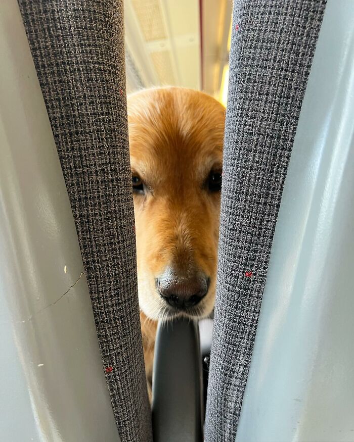 This Adorable Golden Retriever Dog Enjoys Making New Friends On Train Rides