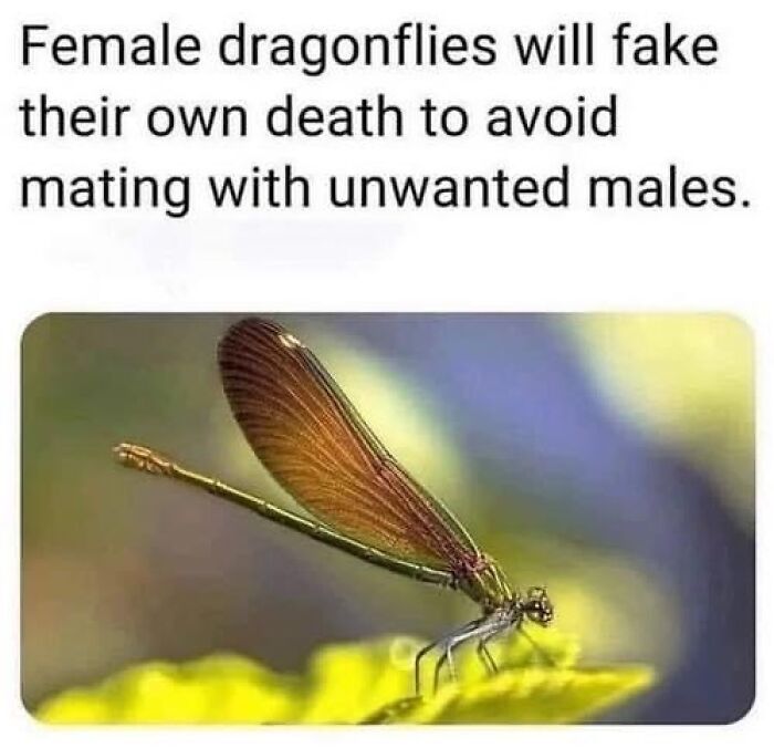 Hilarious-Animal-Memes