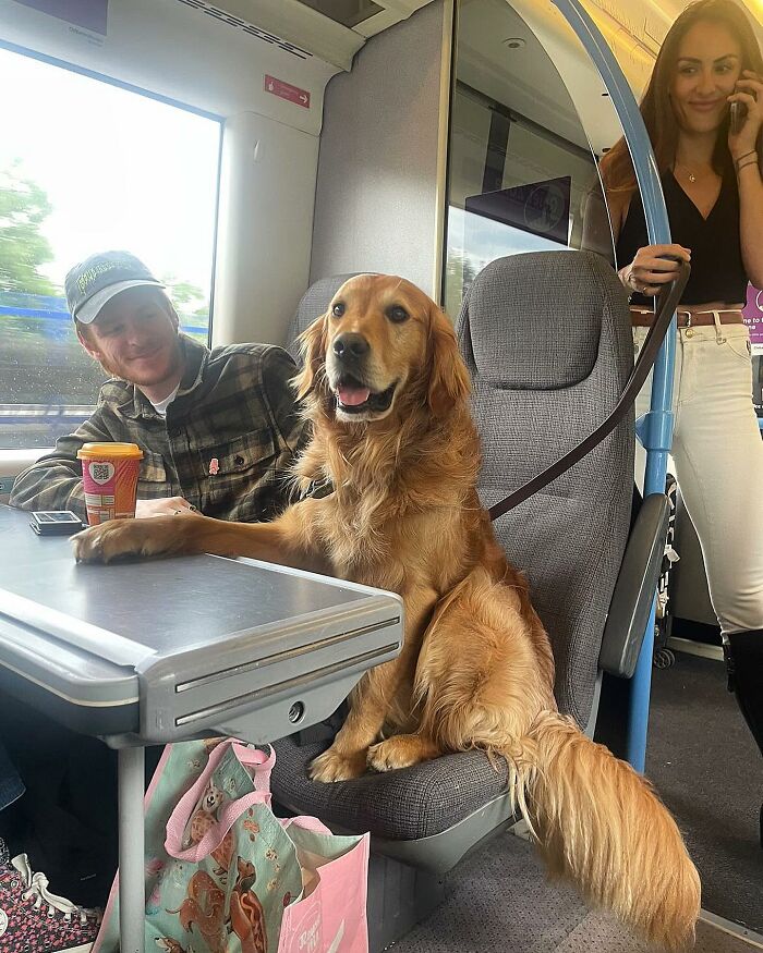 This Adorable Golden Retriever Dog Enjoys Making New Friends On Train Rides