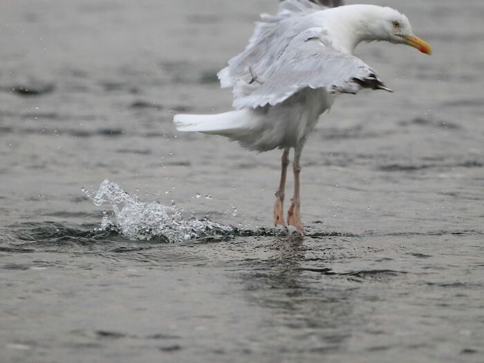 A Breathtaking Performance Of The Nutquacker