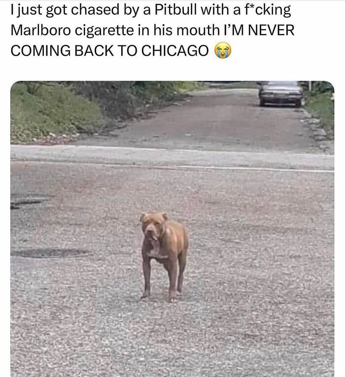 Hilarious-Animal-Memes