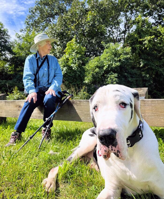 Great Dane Meets Elderly Woman On A Hike, Decides She’s His Grandma Now Great Dane Meets Elderly Woman On A Hike, Decides She’s His Grandma Now