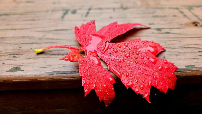 The Maple In My Back Yard Has Gone Neon