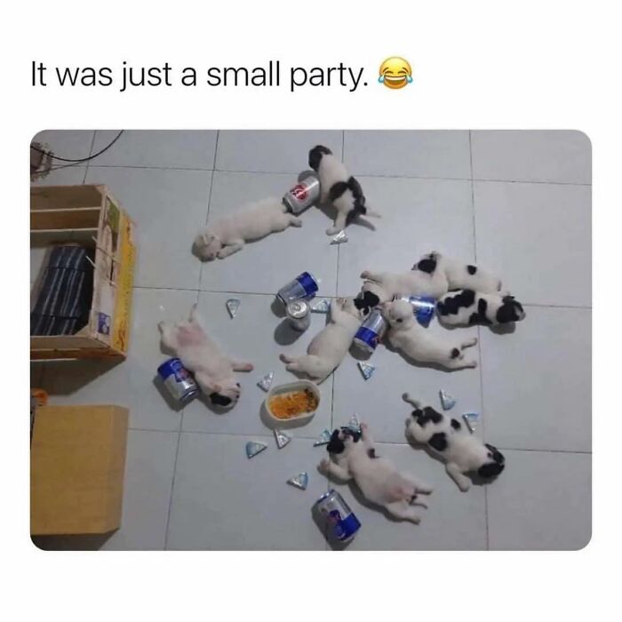 Hilarious-Animal-Memes