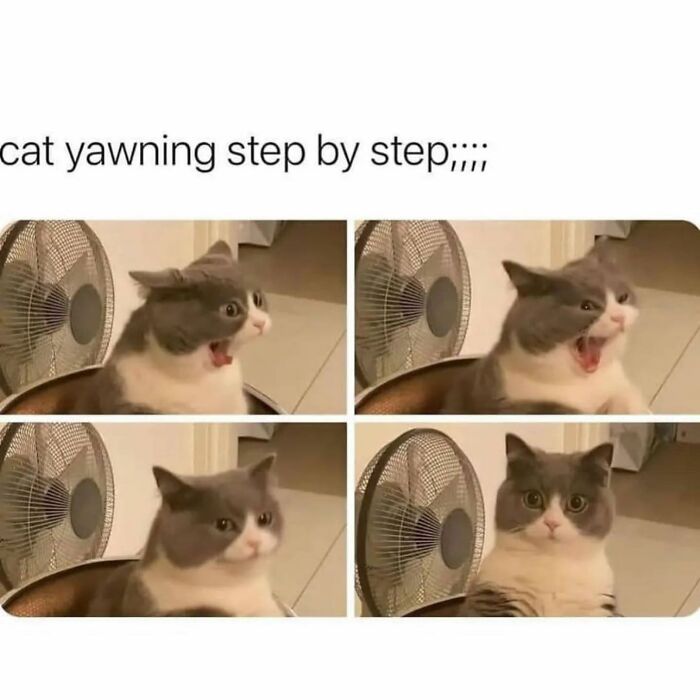 Hilarious-Animal-Memes