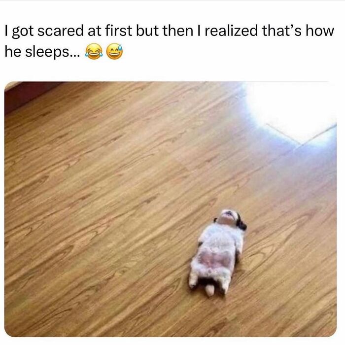 Hilarious-Animal-Memes