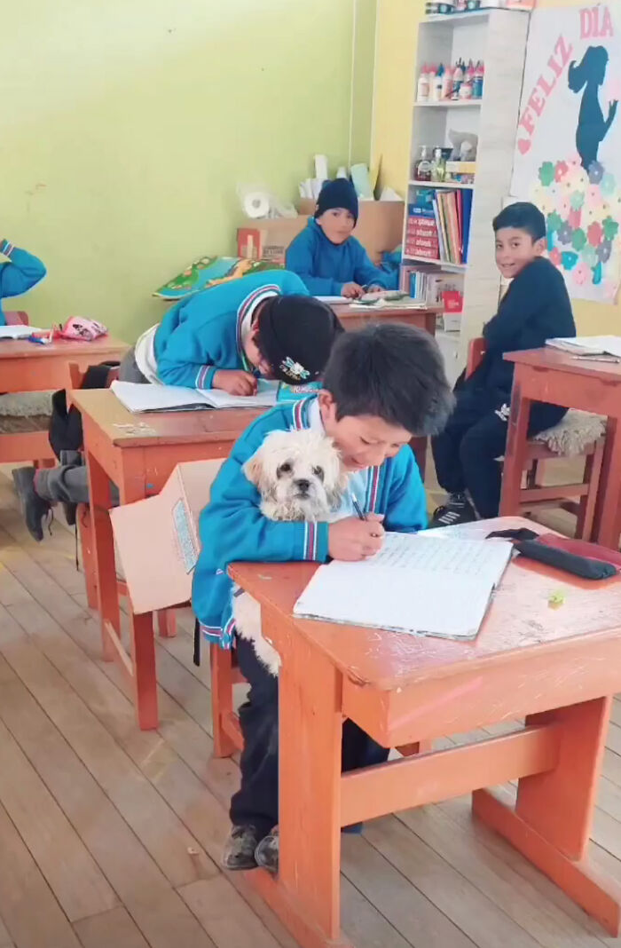 Student Going Through Hardships Asks Teacher If He Can Bring His Dog To School Student Going Through Hardships Asks Teacher If He Can Bring His Dog To School